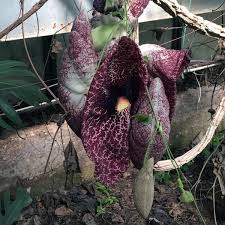 Image result for Aristolochia littoralis