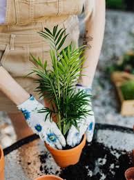 Get small indoor plants at target™ today. The 8 Best Indoor Plants For Homes In India Goodhomes Co In