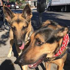 First recognized by the akc in 1908, it ranks 2nd on the list of most registered breeds in the united states of america. Top 5 Questions About The German Shepherd Doberman Mix Answered Animalso