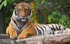 Walaubagaimanapun, ia lebih besar berbanding bali tiger. Jumlah Harimau Malaya Makin Merosot Orang Tempatan Bantu Pemburu Haram