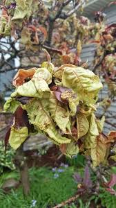 They came from a friend who dug them up under her mommy tree. What Is Wrong With My Bonfire Patio Peach Tree Hometalk