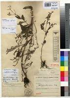 Image result for Aeollanthus pubescens