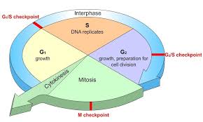 The first stage of interphase is called the g 1 phase (first gap) because, from a microscopic aspect, little change is visible. What Conditions Need To Be Met In Order For A Cell To Pass The Critical Checkpoint The G1 Stage Socratic