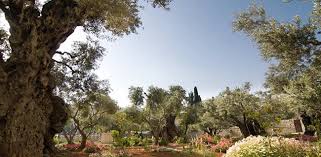 Download and use 30,000+ garden of gethsemane stock photos for free. Pray In The Garden Of Gethsemane During Your Israel Christian Tour