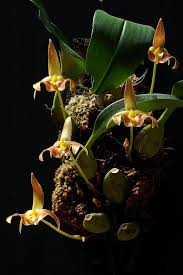 Image result for Bulbophyllum elliotii