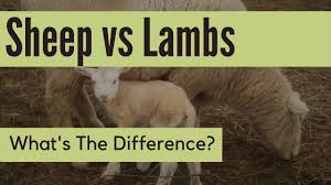 A lamb is a baby of a sheep less than one year whereas a sheep is a mature ruminant mammal which is more than. Why Do People Eat Lamb And Not Sheep Family Farm Livestock