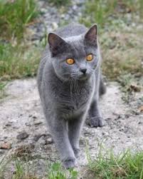 They receive some sorely needed copper for signing. 200 Blue Grey Cats Ideas Cats Grey Cats Crazy Cats