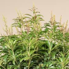 Image result for Pieris japonský bonfire obrázek