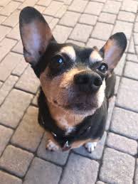 Check spelling or type a new query. Dog For Adoption Manny A Miniature Pinscher Corgi Mix In Chicago Il Petfinder