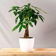 We did not find results for: Buy Money Tree Plants For Sale Online Garden Goods Direct