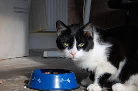 Maybe you would like to learn more about one of these? Berapa Banyak Kita Harus Memberi Makan Kucing Kucing Lucu Net