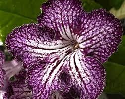 Image result for Streptocarpus kamerunensis