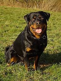 Rottweiler Wikipedia