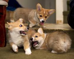 Pure bred corgis from reputable professional breeders usually require quite a few hundreds of dollars. Pembroke Welsh Corgi Puppies Price