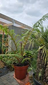 Image result for Cyathea cf. humilis