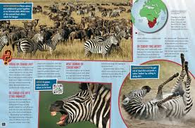 However, they are generally absent from deserts, dense rainforests, and permanent wetlands. Why Do Zebras Have Stripes Nwf Ranger Rick