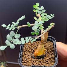 Image result for Monadenium pseudoracemosum