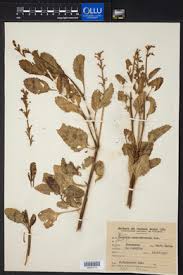 Image result for Chascanum hederaceum