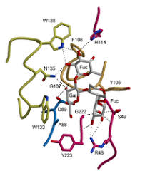 See what tina (lectina) has discovered on pinterest, the world's biggest collection of ideas. Lectin Wikipedia