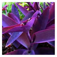 Image result for Tradescantia pallida