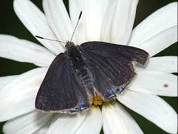 Image result for Alectra picta