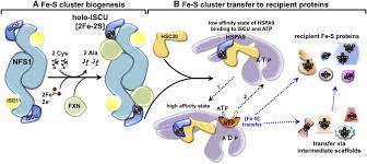Maskon channel 108.546 views8 months ago. Iron Sulfur Cluster Biogenesis In Mammalian Cells New Insights Into The Molecular Mechanisms Of Cluster Delivery Sciencedirect