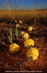 Image result for Acanthosicyos naudinianus