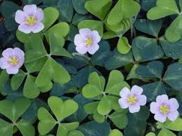 Image result for Oxalis oligotricha