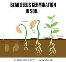 Germinating Seed Images Stock Photos Vectors Shutterstock
