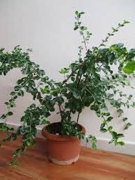 Image result for Coddia rudis