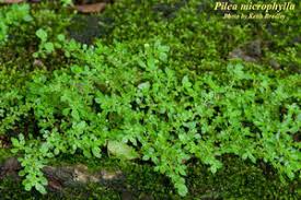 Image result for Pilea microphylla