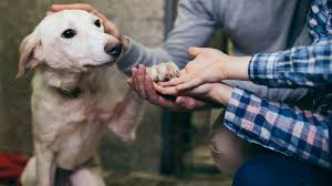 Zuchon shichon teddy bear dogs for adoption / rehoming Writing Better Pet Adoption Ads Could Prevent Euthanasia Around The O
