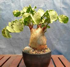 Image result for Cyphostemma congestum