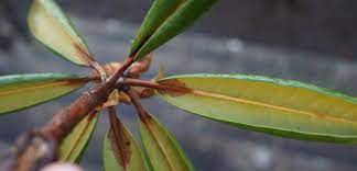 Rhododendrons typically do well in sandy soil. What S Wrong With My Rhododendron