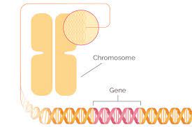 Be sure to ask the doctor what you can expect. Brca The Breast Cancer Gene National Breast Cancer Foundation