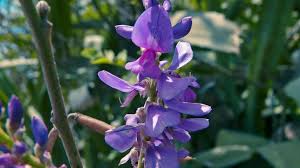 Image result for Indigofera dyeri