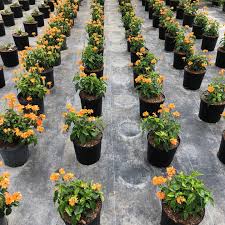 Image result for Crossandra mucronata