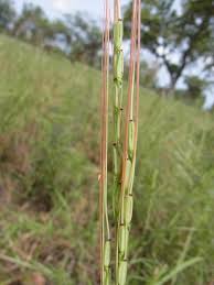Image result for Oryza longistaminata