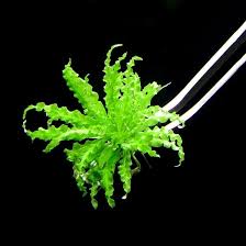 Image result for Pogostemon rogersii