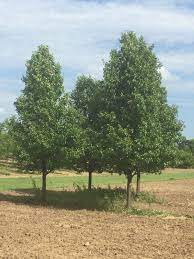 Cleveland Select Pears In Summer Landscape Tree Transplanting Trees To Plant