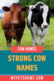 Black And White Cow Name Strong Cow Names Cow Names Cow Cool Pet Names