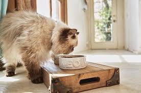 Cleaning your cat's teeth should be an important part of the grooming routine. 5 Cat Dental Care Tips Why Teeth Cleaning Matters Petco
