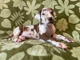 All puppies are raised in home with children, horses, chickens, and cats. Akc Chocolate Harlequin Great Dane With Green Eyes Looking For A Forever Home Great Dane Puppies For Sale In Missouri Great Danes Of The Ozarks