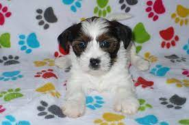 Current on shots, worming, potty & crate trained. Buy Shorkie Puppies Buy Puppies In Tucson With The Paw Palace