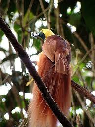 Raggiana Bird Of Paradise Papua New Guinea Raggiana Bird Of Paradise Birds Of Paradise Paradise Pictures Bird