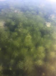 Image result for Eleocharis confervoides