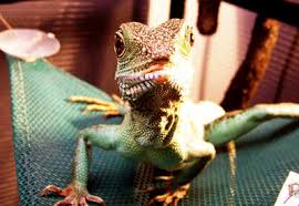 Jun 12, 2020 · lifespan the average chinese water dragon lifespan is 10 to 15 years if healthy. Chinese Water Dragon Diseases And Signs Of Illness Care Guides For Pet Lizards