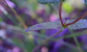 Image result for Rhinacanthus xerophilus