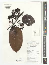 Image result for Bulbophyllum encephalodes