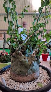 Image result for Adenia spinosa
